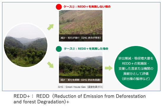 There is the Mechanism for Forest